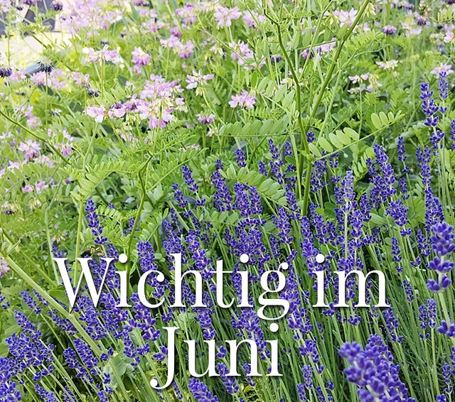 Wichting im Im Juni: den Garten genießen und achtsam pflegen