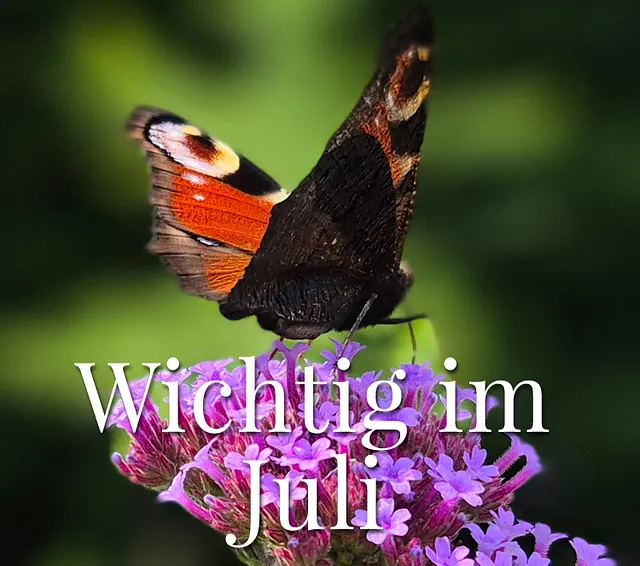Wichting im Im Juni: den Garten genießen und achtsam pflegen