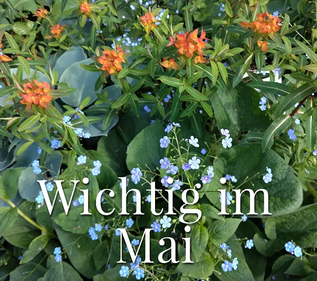 Wichting im Mai. Orangene und blaue Blumen