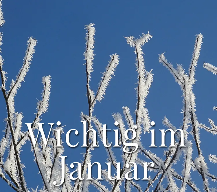 Wichtig im Januar. Raureif auf Ästen mit blauem Himmel im Hintergrund