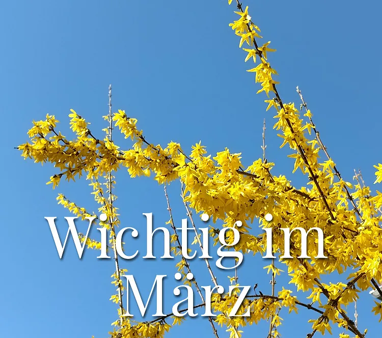 Wichtig im März. Äste mit blauem Himmel im Hintergrund