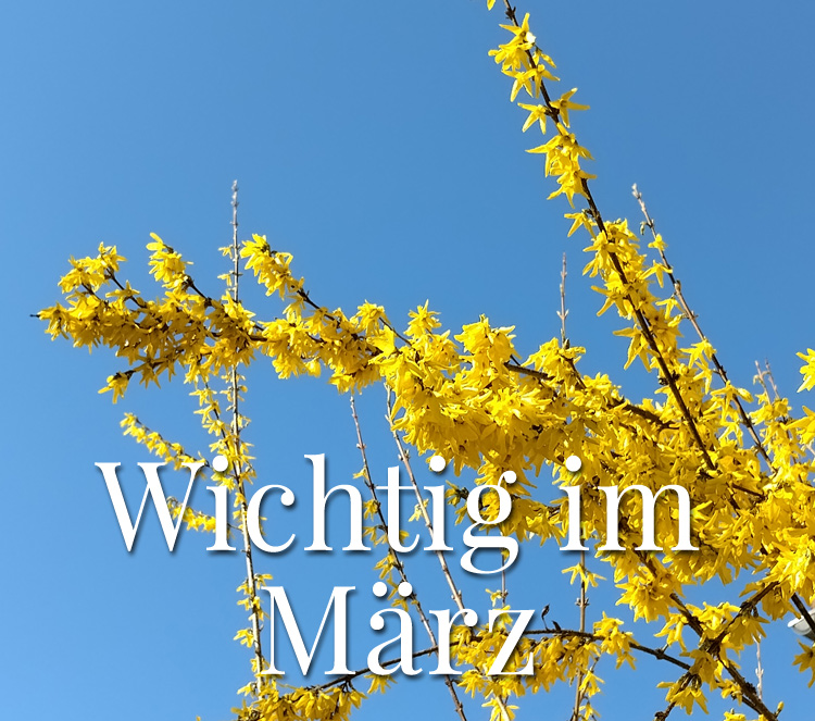 Äste mit blauem Himmel im Hintergrund. 