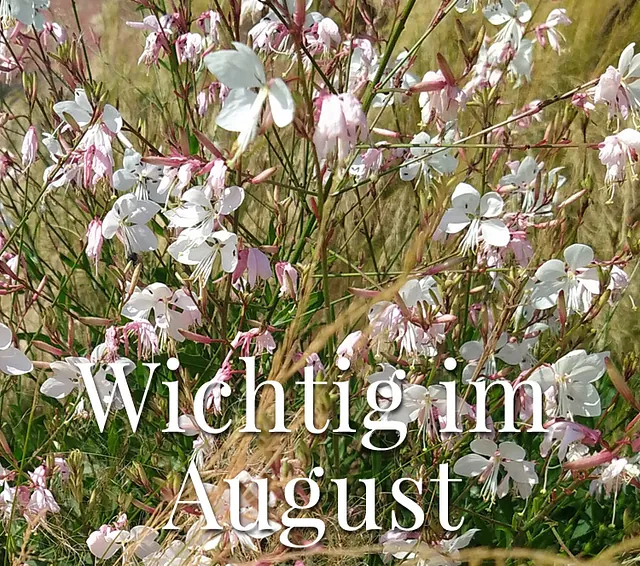 Wichtig im August: Blühende Stauden genießen und den Garten achtsam pflegen