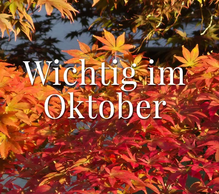 Wichtig im Oktober: Herbstlich gefärbte Blätter.
