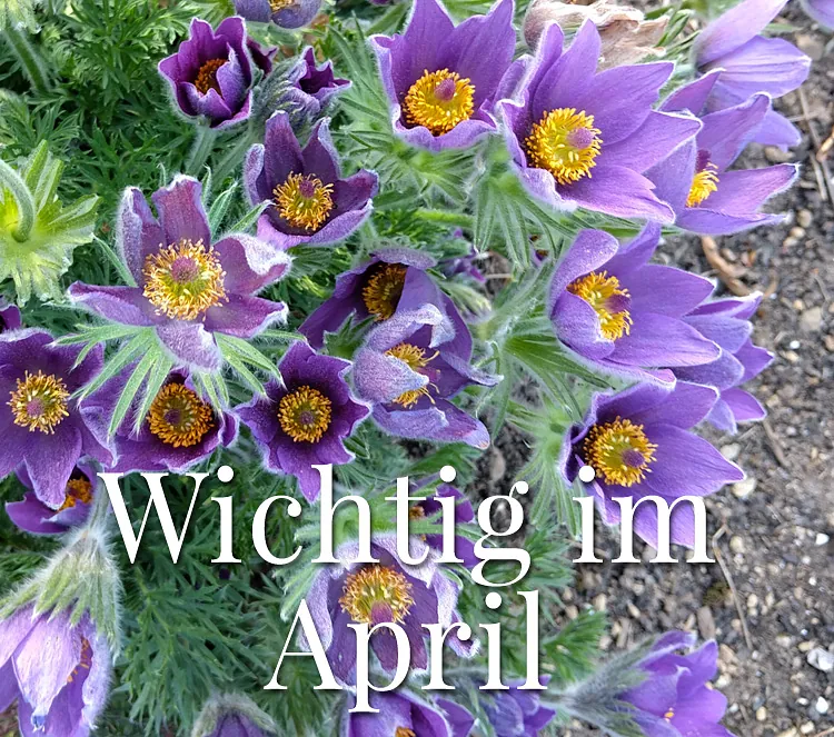 Wichting im April. Violette Blumen mit Kiesunterlage.