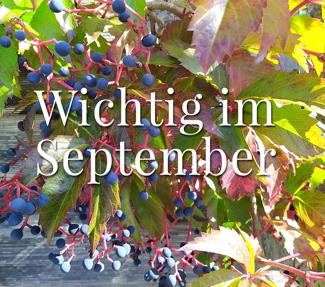 Wichtig im September: Wilder Wein mit dunkelblauen Beeren und herbstlich gefärbten Blättern.