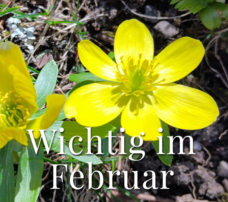 Wichtig im Januar. Raureif auf Ästen mit blauem Himmel im Hintergrund